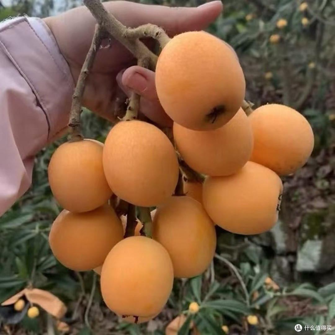 枇杷：春日枝头的黄金诗篇