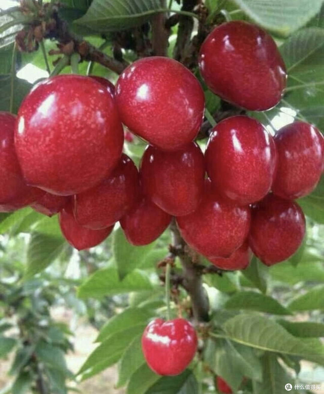 春节鲜果C位!一口爆汁的樱桃,把甜蜜年味“红”进团圆饭