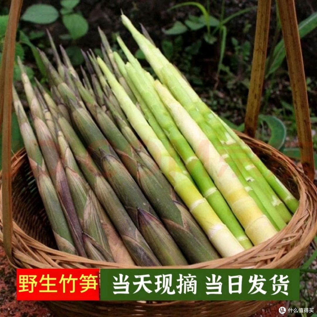 维桑小竹笋