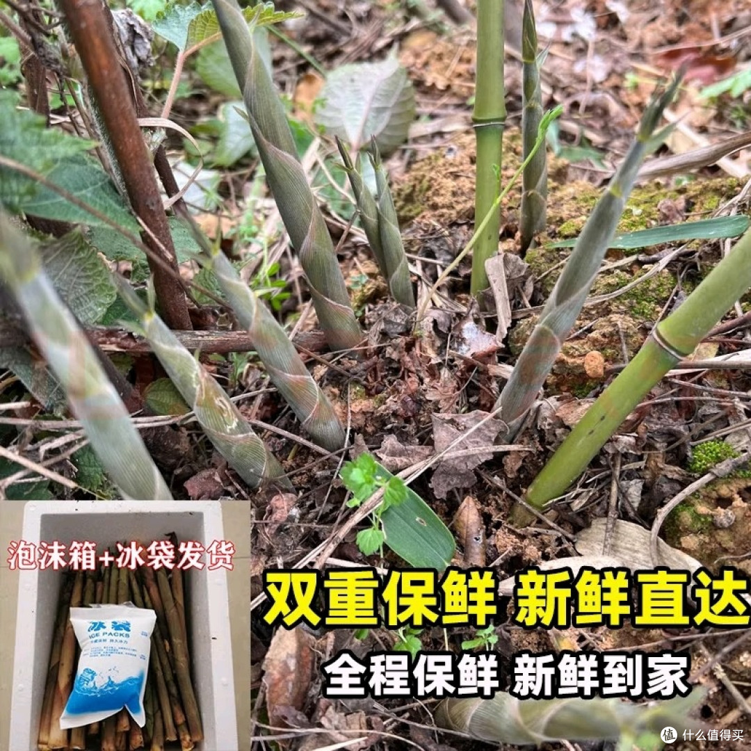 维桑小竹笋