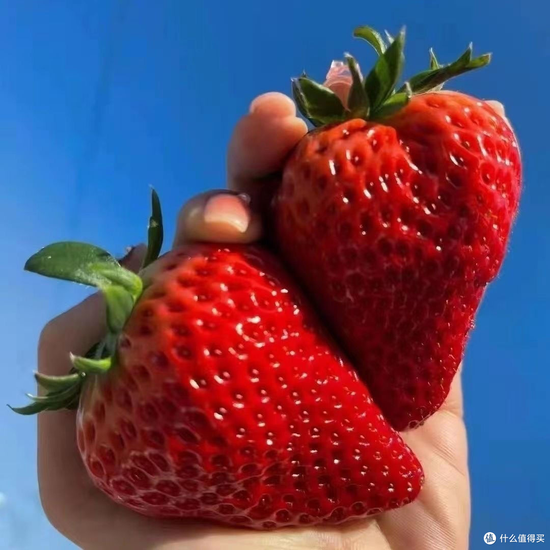 丹东奶油草莓:把春天的甜揉进舌尖