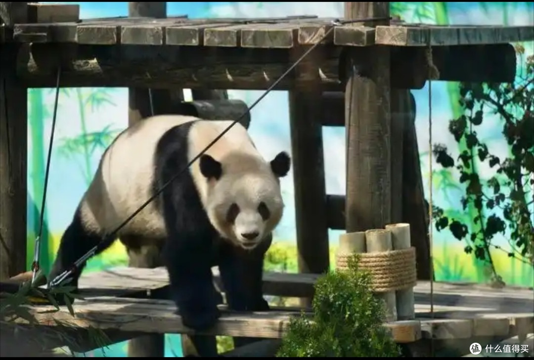当熊猫“出差”到无锡太湖欢乐园