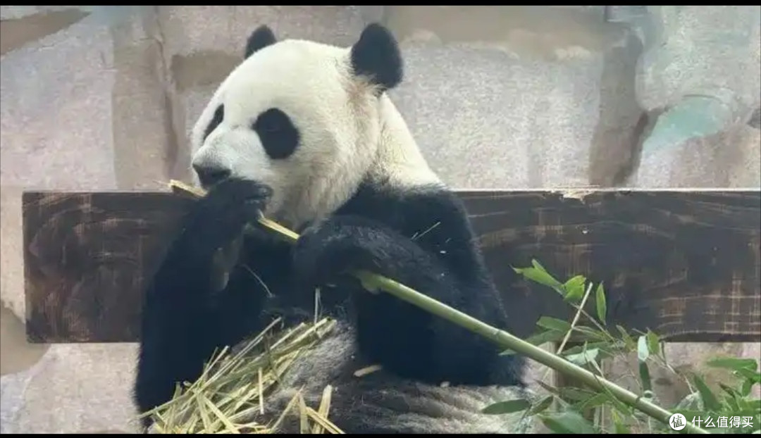 当熊猫“出差”到无锡太湖欢乐园