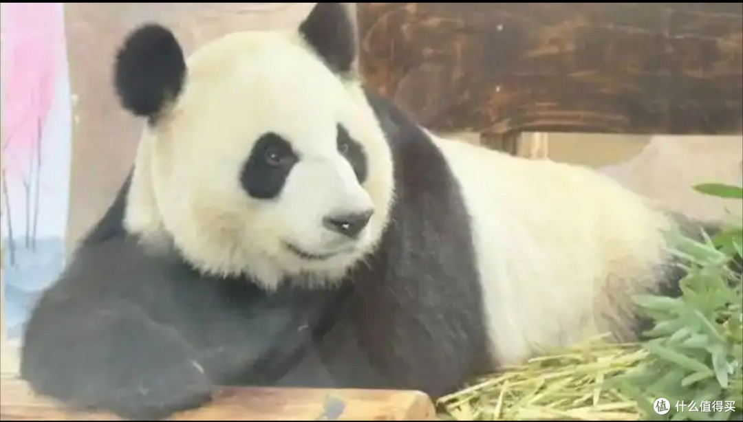 当熊猫“出差”到无锡太湖欢乐园