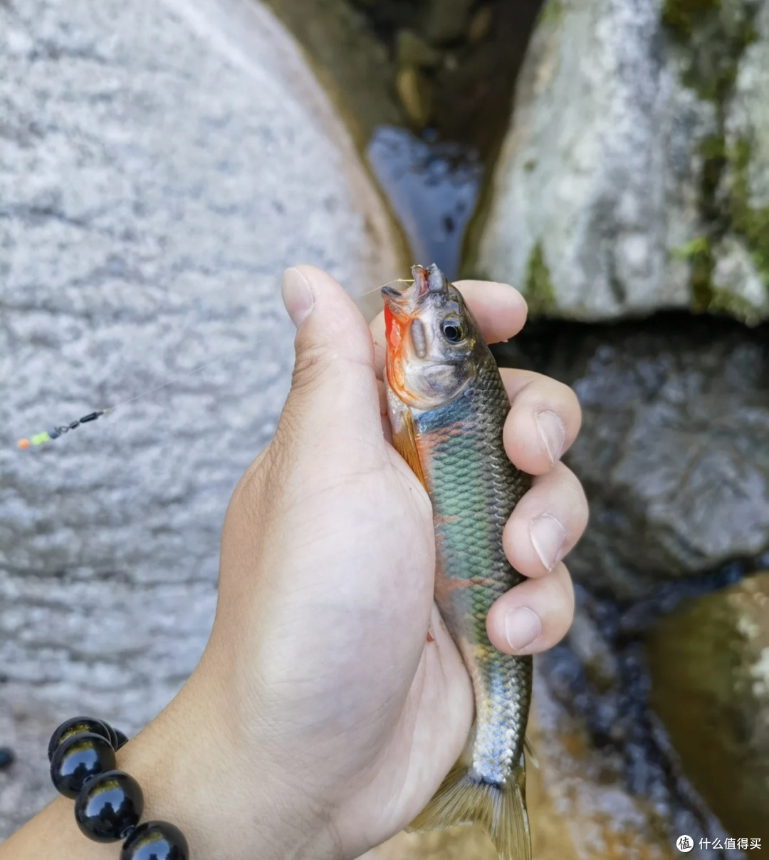 手握2.7米手竿,小河小溪钓小鱼小虾
