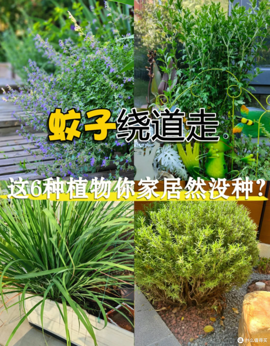 蚊子最讨厌的5种花,家里养生一盆,蚊子都不敢进家门!