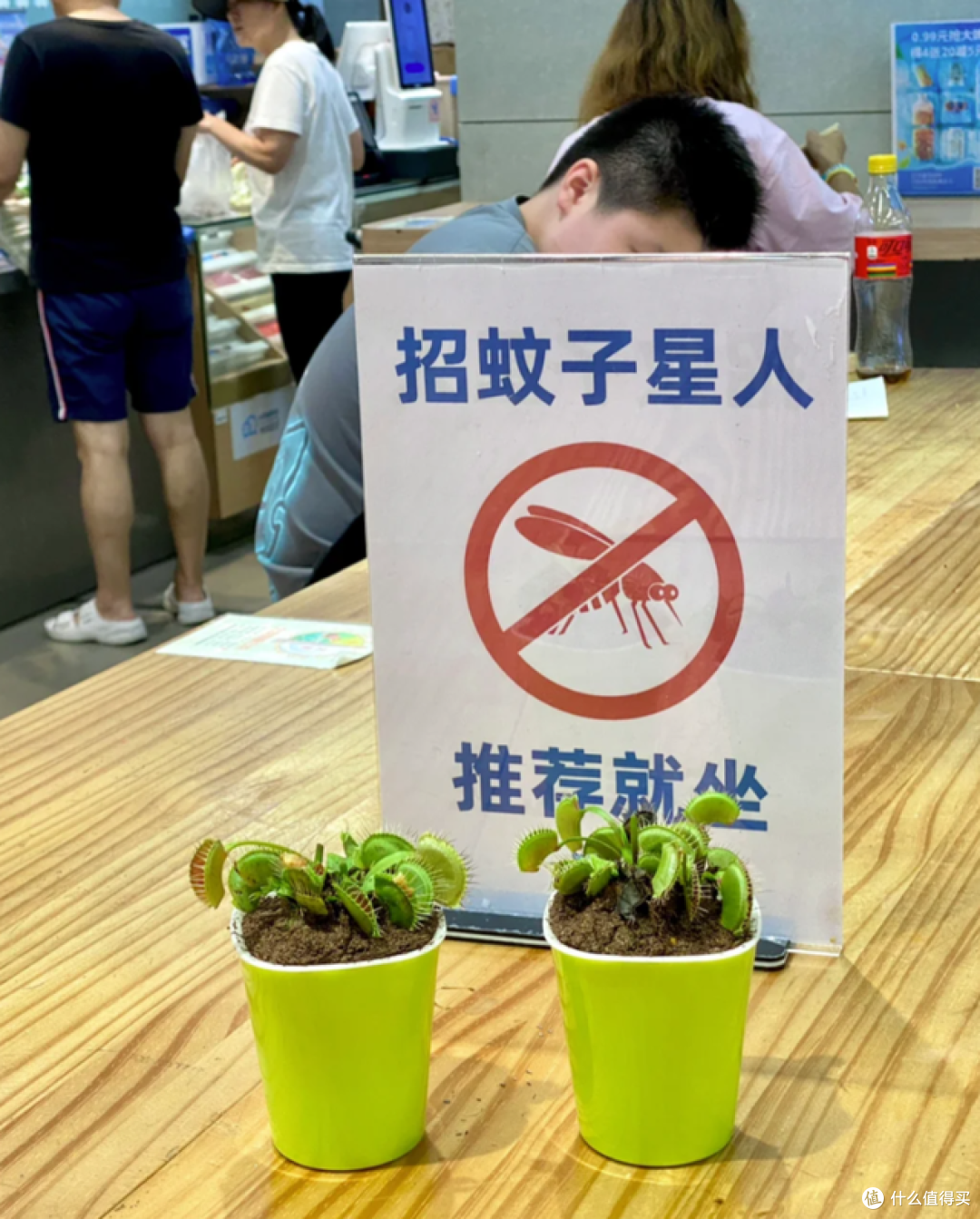 蚊子最讨厌的5种花,家里养生一盆,蚊子都不敢进家门!
