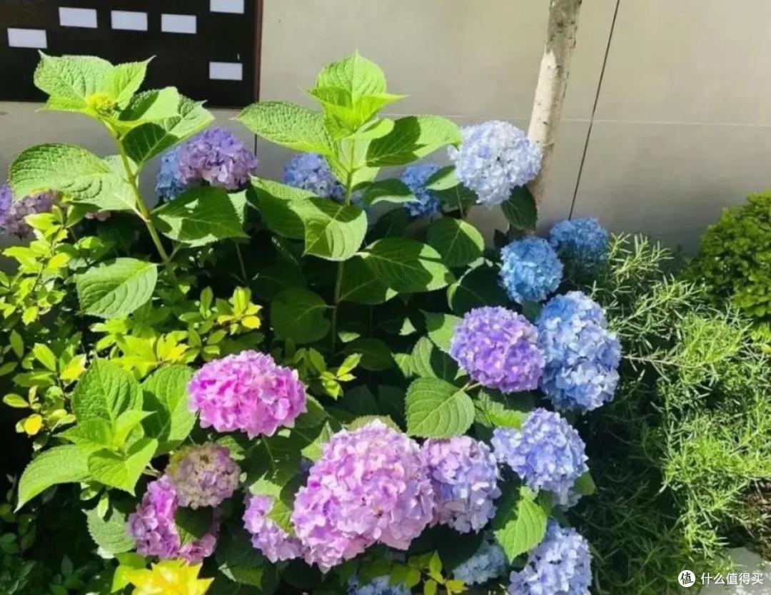 这4种花建议丢掉,“花越旺,人越衰”,幸亏我家里没养过!