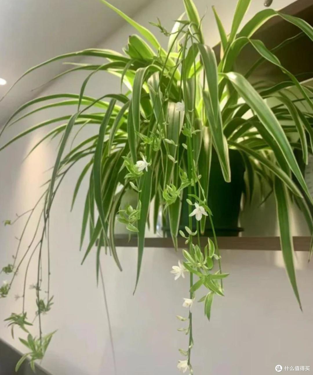 这4种花建议丢掉,“花越旺,人越衰”,幸亏我家里没养过!