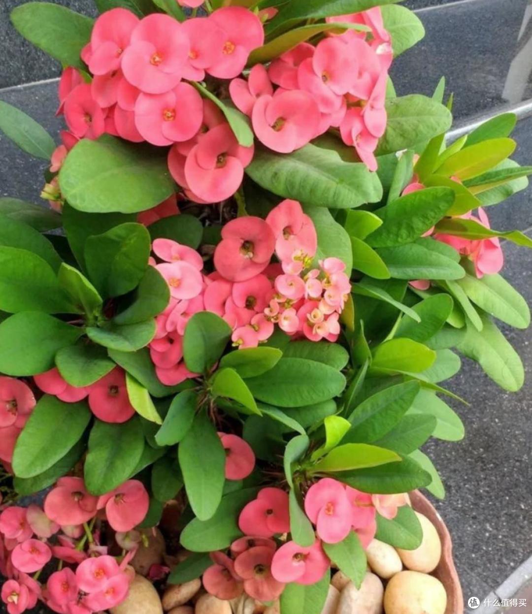 这4种花建议丢掉,“花越旺,人越衰”,幸亏我家里没养过!