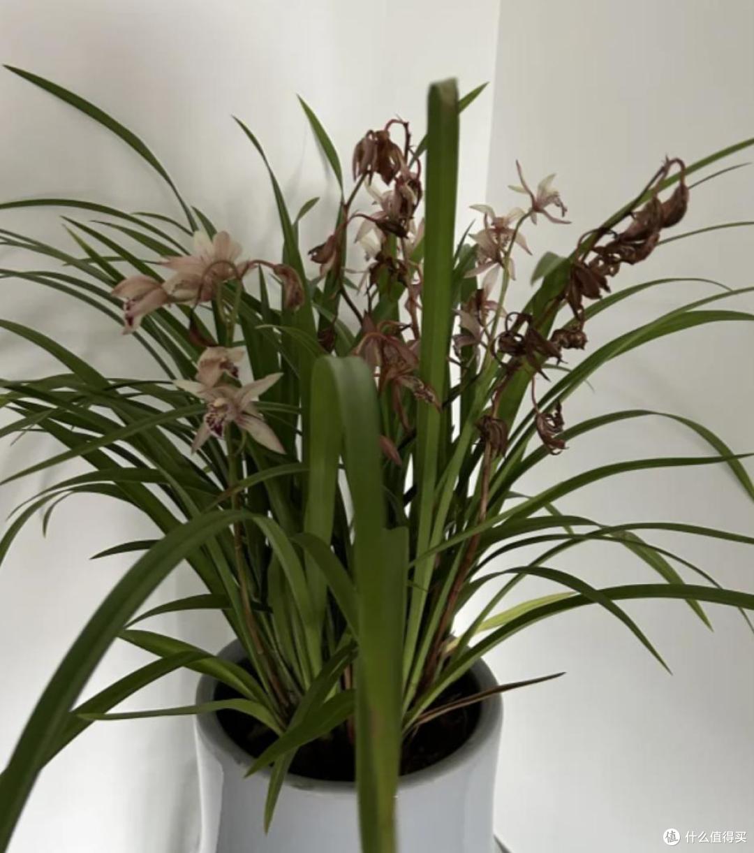 这4种花建议丢掉,“花越旺,人越衰”,幸亏我家里没养过!