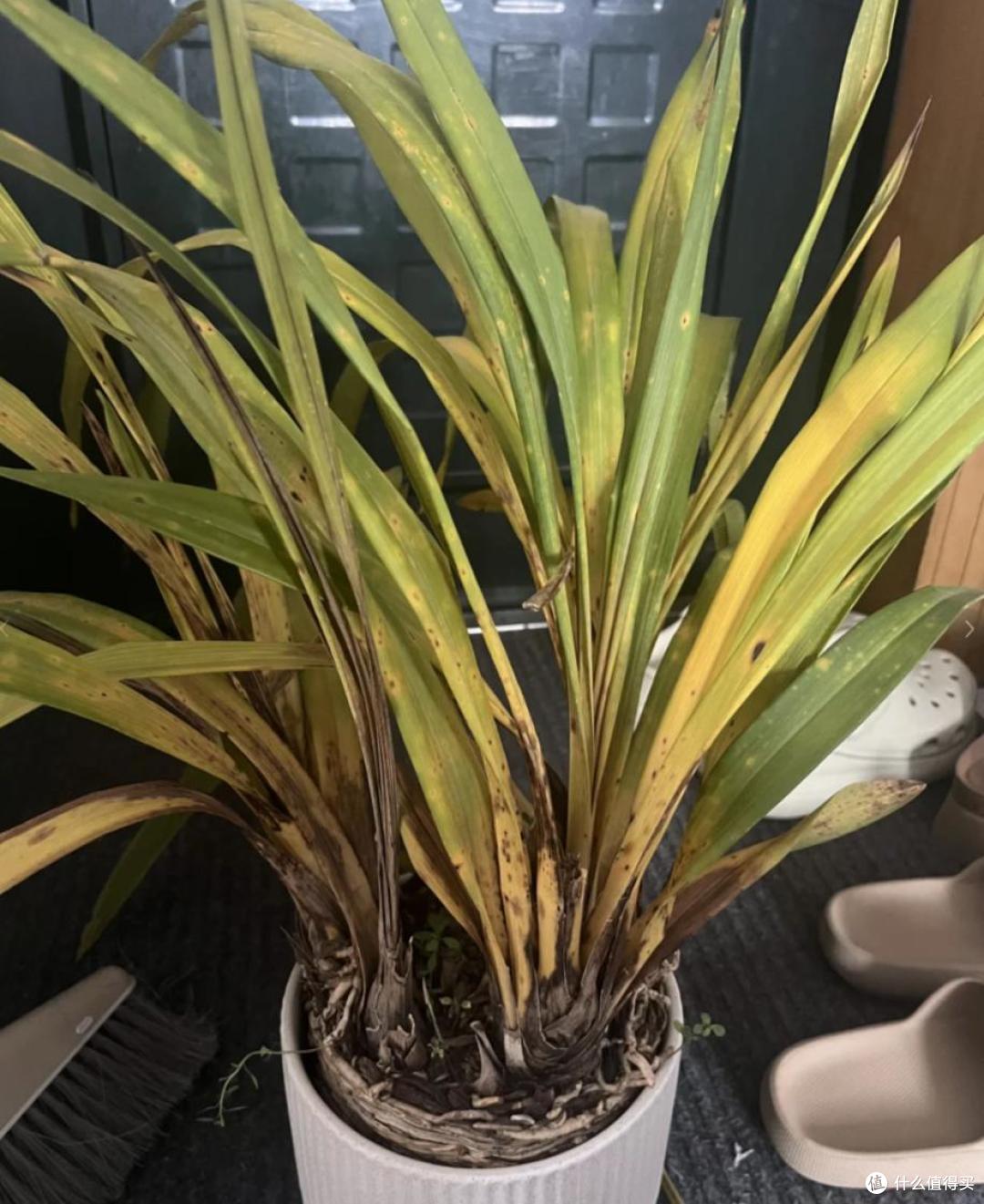 这4种花建议丢掉,“花越旺,人越衰”,幸亏我家里没养过!