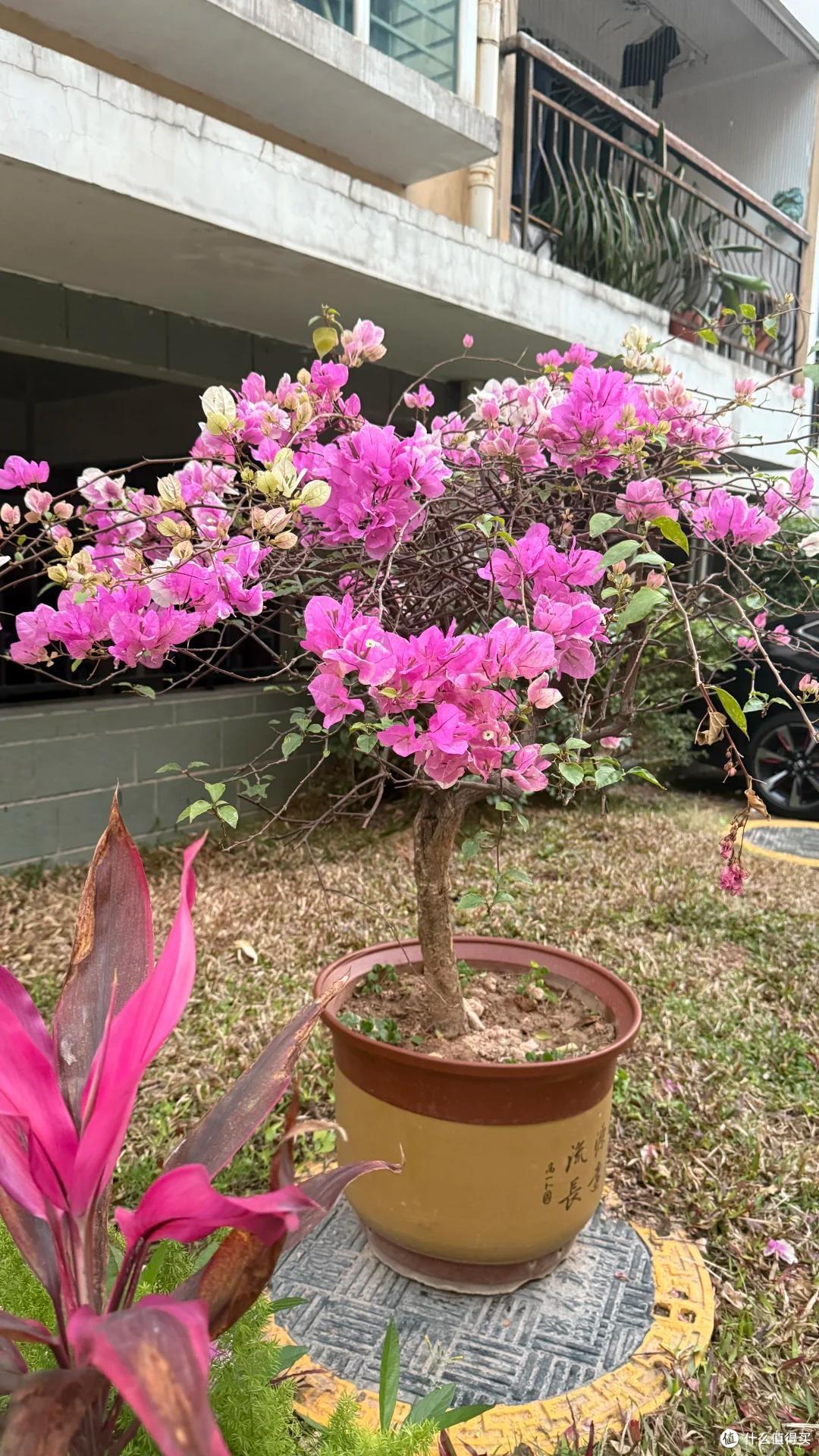 上海一保安，因“捡业主淘汰的花养”而火了，网友：给大叔涨工资