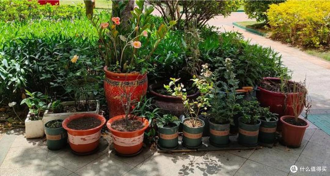 上海一保安，因“捡业主淘汰的花养”而火了，网友：给大叔涨工资