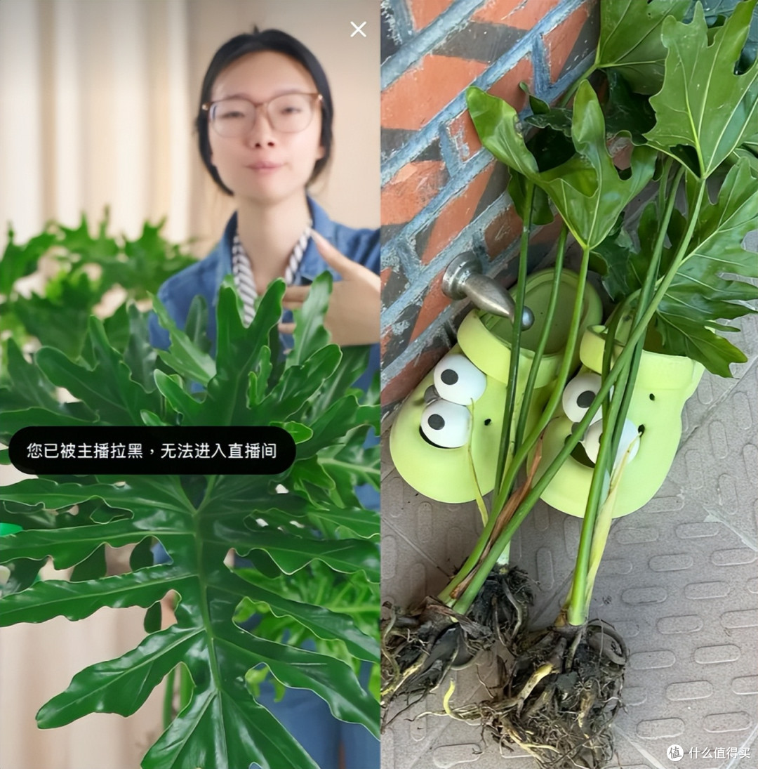 女子吐槽:“种了5年的柠檬树,结出了大傻瓜”,网友:赚到了!