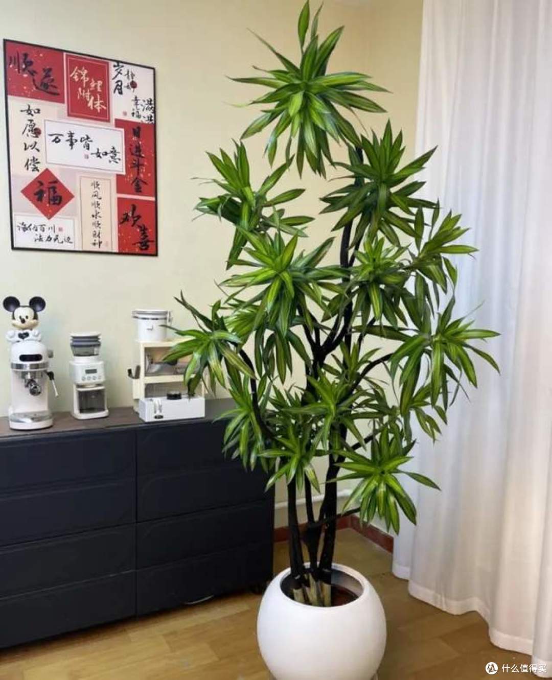 这6种“镇宅树”好看又好养，养在家里，美化环境、净化空气！