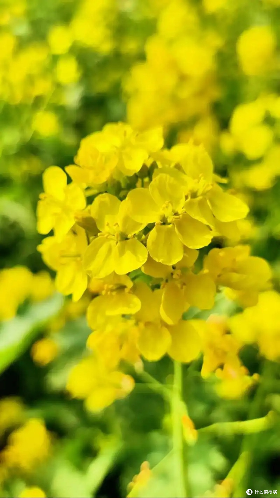 春季果园游记:探访花果山,亲手采摘的乐趣