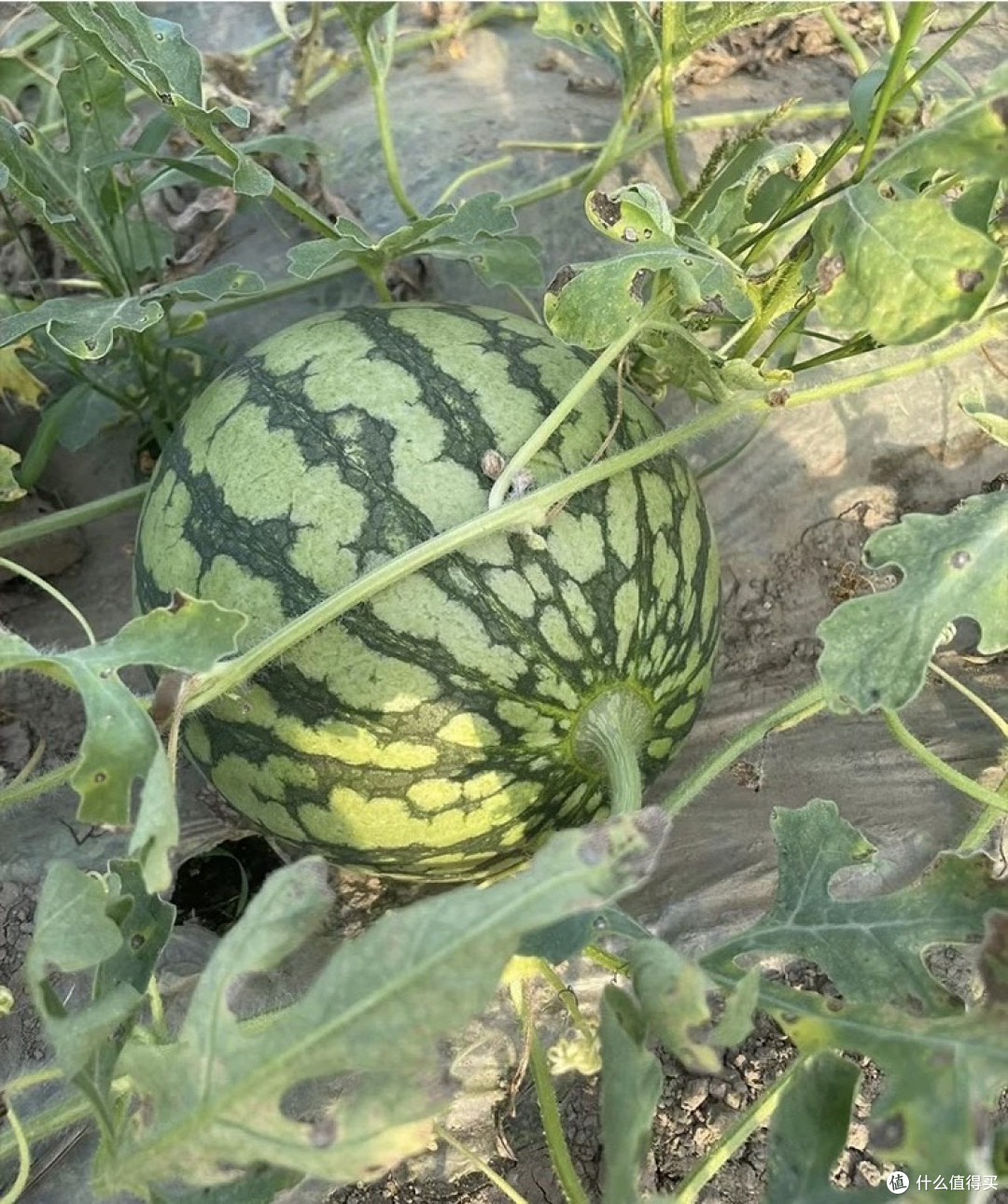 夏天解渴水果我选特小凤!