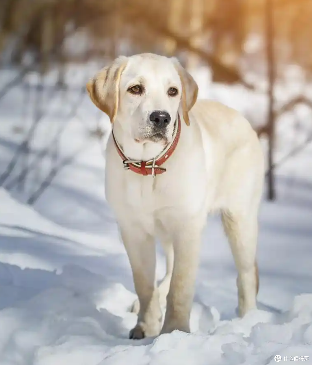 家里有小孩的注意啦！8个适合城市喂养的小狗品种_狗狗_什么值得买