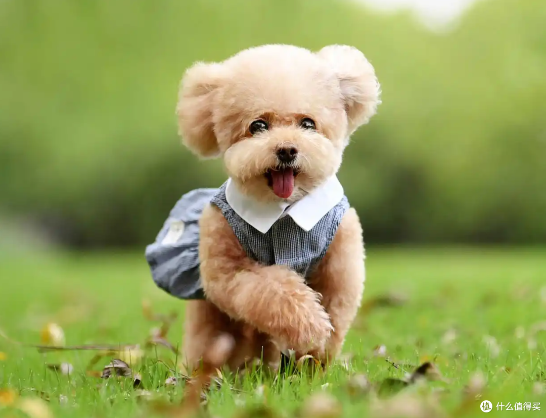 家里有小孩的注意啦！8个适合城市喂养的小狗品种_狗狗_什么值得买