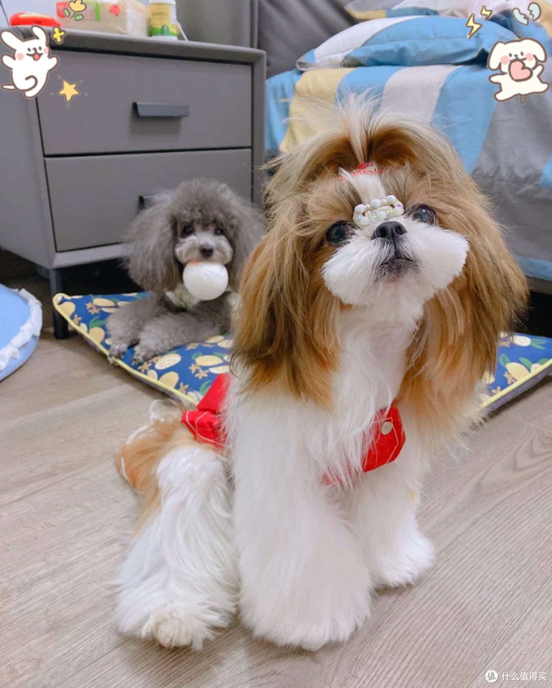 家里有小孩的注意啦！8个适合城市喂养的小狗品种_狗狗_什么值得买