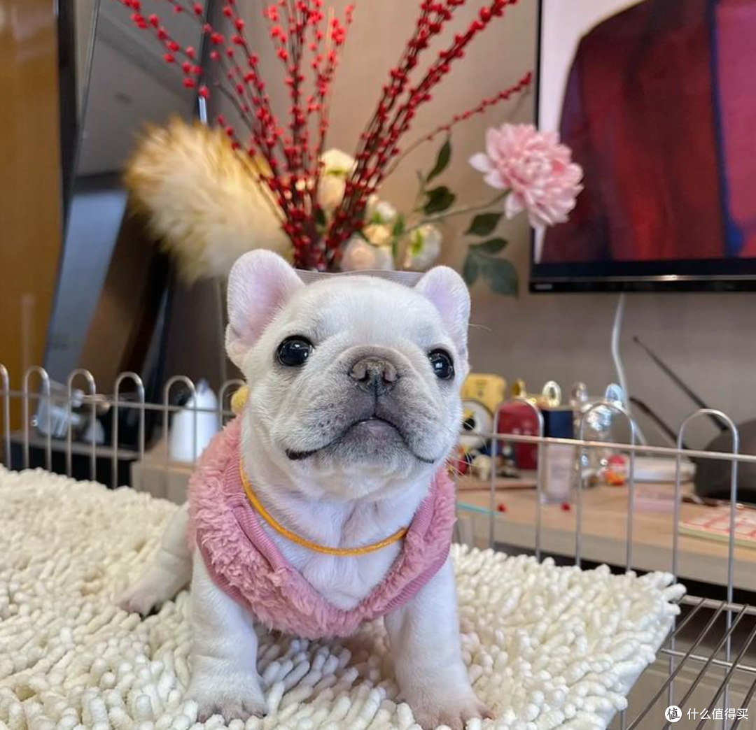 家里有小孩的注意啦！8个适合城市喂养的小狗品种_狗狗_什么值得买