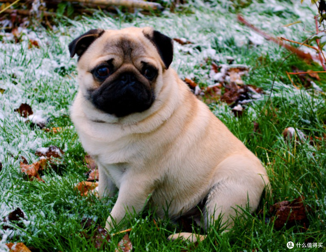 家里有小孩的注意啦！8个适合城市喂养的小狗品种_狗狗_什么值得买