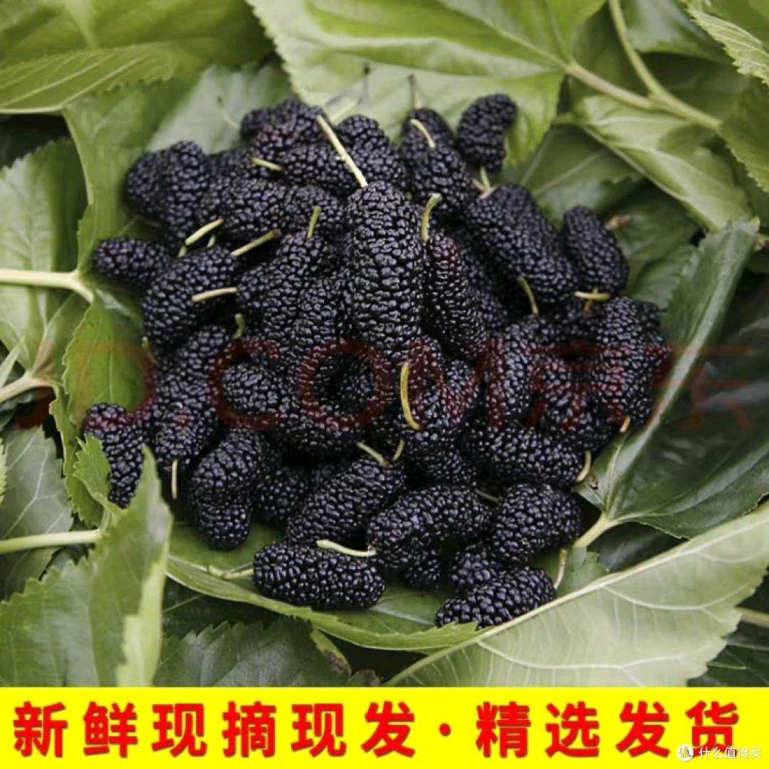 浆果三味:樱桃、草莓与桑葚的感官密码与营养博弈