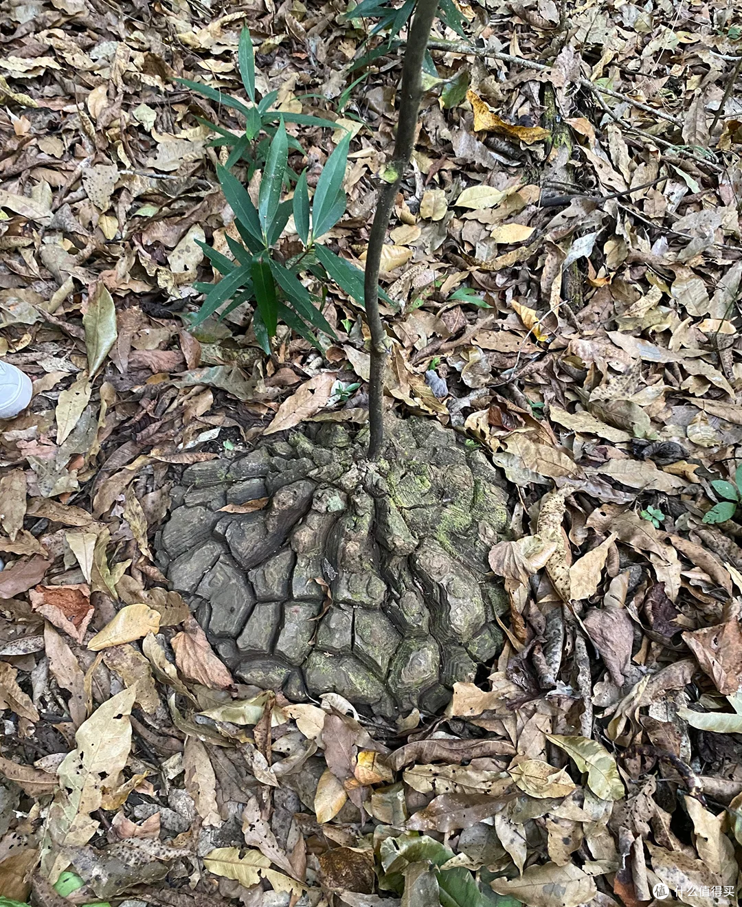 从万元天价到五百白菜价!这"木头疙瘩"经历了啥?农民为啥买账?
