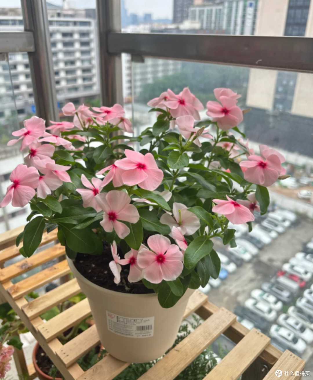 5月起，这5种花一定要“剃头”，修剪完，开花才会爆盆！