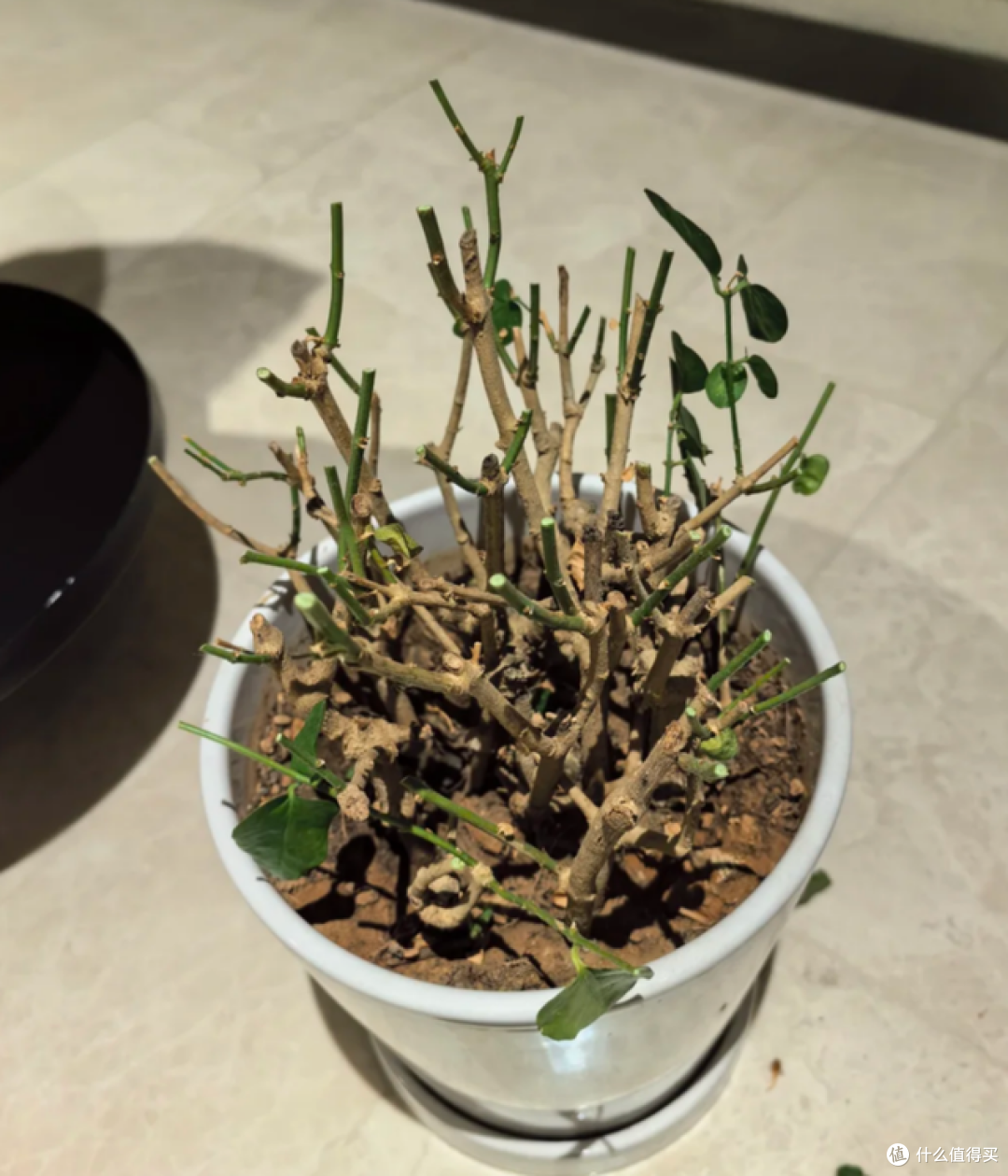 5月起，这5种花一定要“剃头”，修剪完，开花才会爆盆！