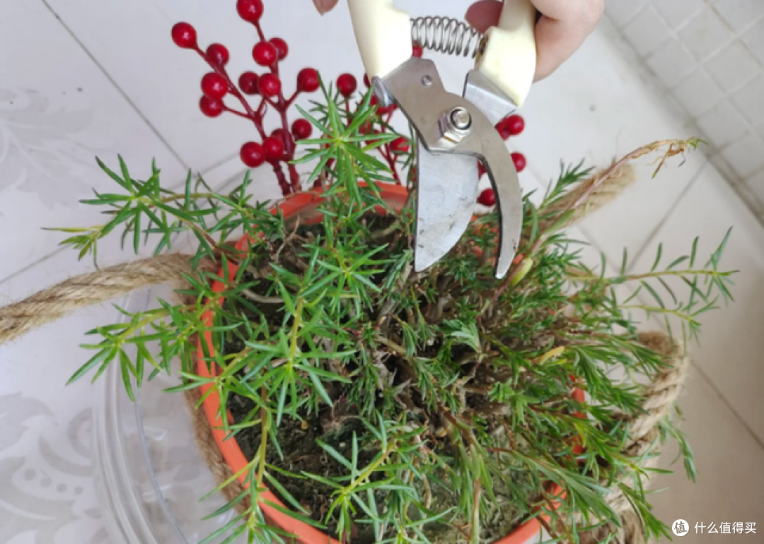 5月起，这5种花一定要“剃头”，修剪完，开花才会爆盆！