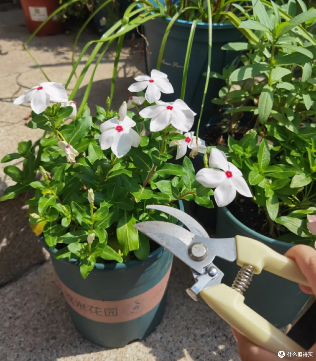 5月起，这5种花一定要“剃头”，修剪完，开花才会爆盆！
