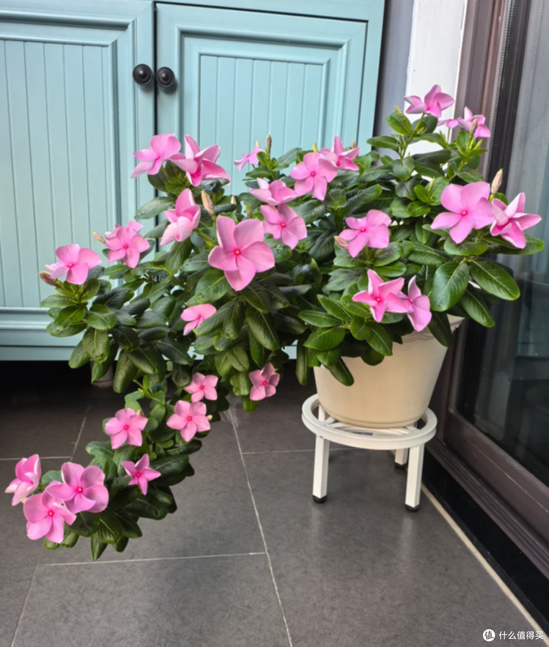 5月起，这5种花一定要“剃头”，修剪完，开花才会爆盆！