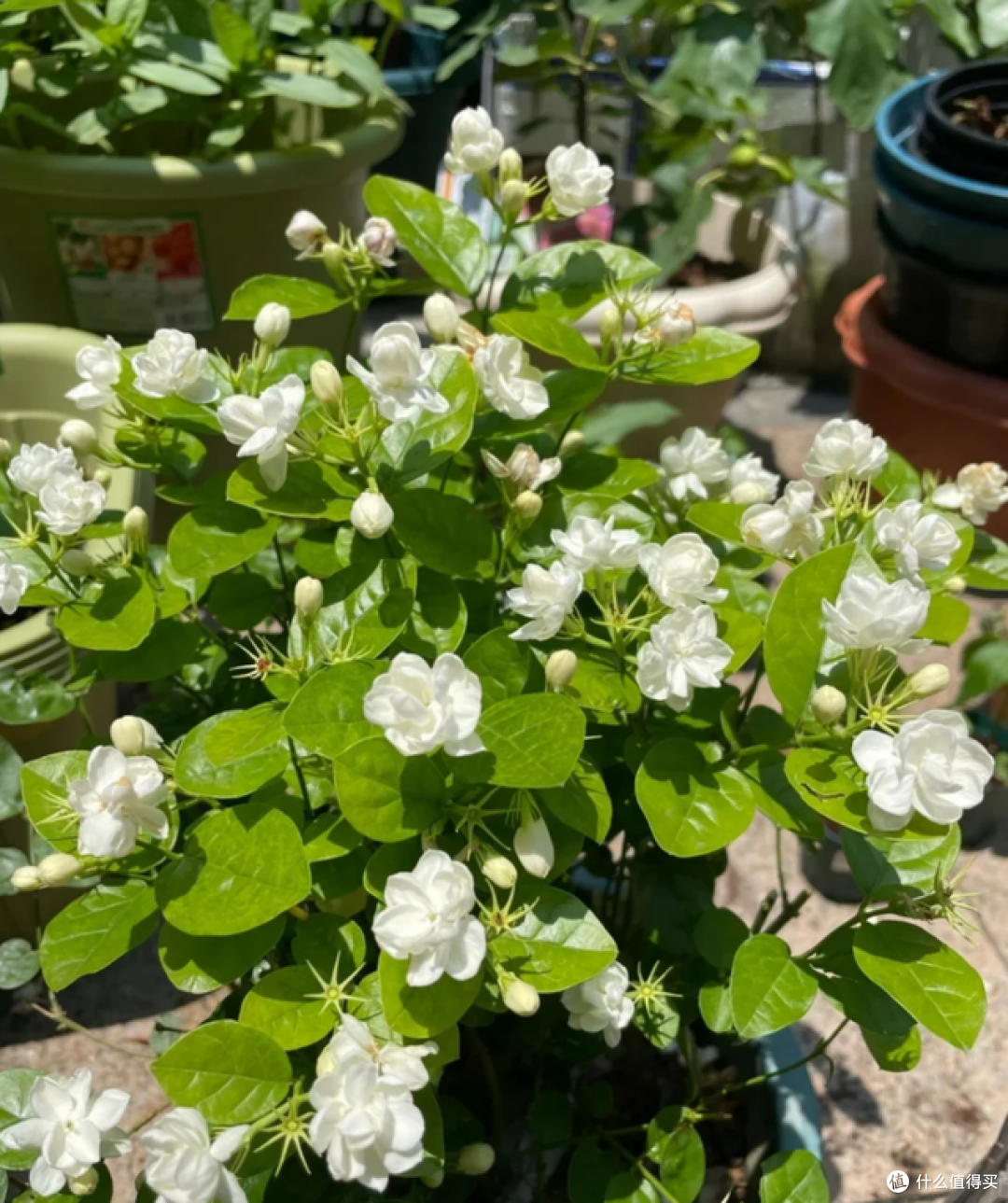 5月起，这5种花一定要“剃头”，修剪完，开花才会爆盆！