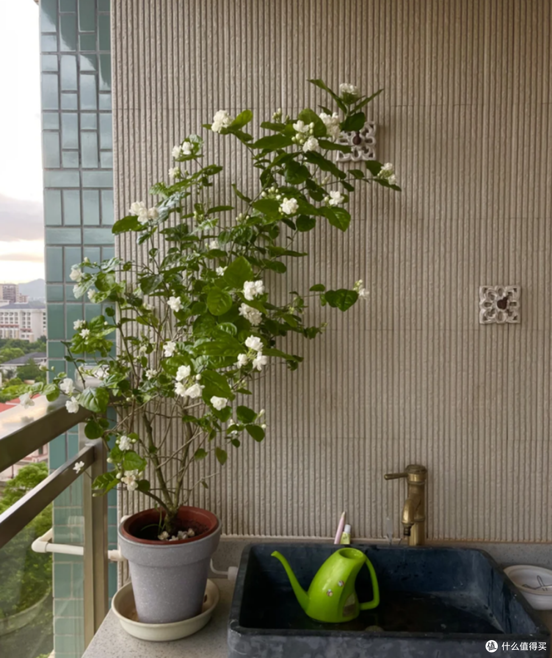 5月起，这5种花一定要“剃头”，修剪完，开花才会爆盆！
