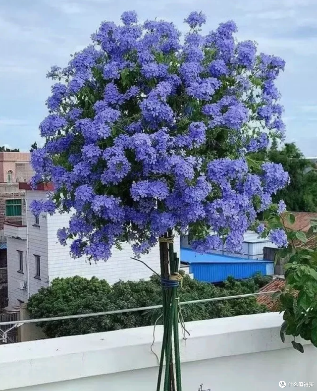 5月起，这5种花一定要“剃头”，修剪完，开花才会爆盆！