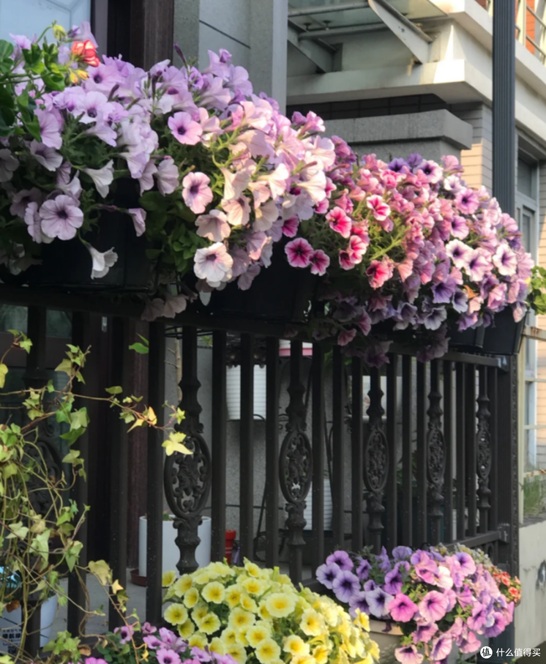 5月起，这5种花一定要“剃头”，修剪完，开花才会爆盆！