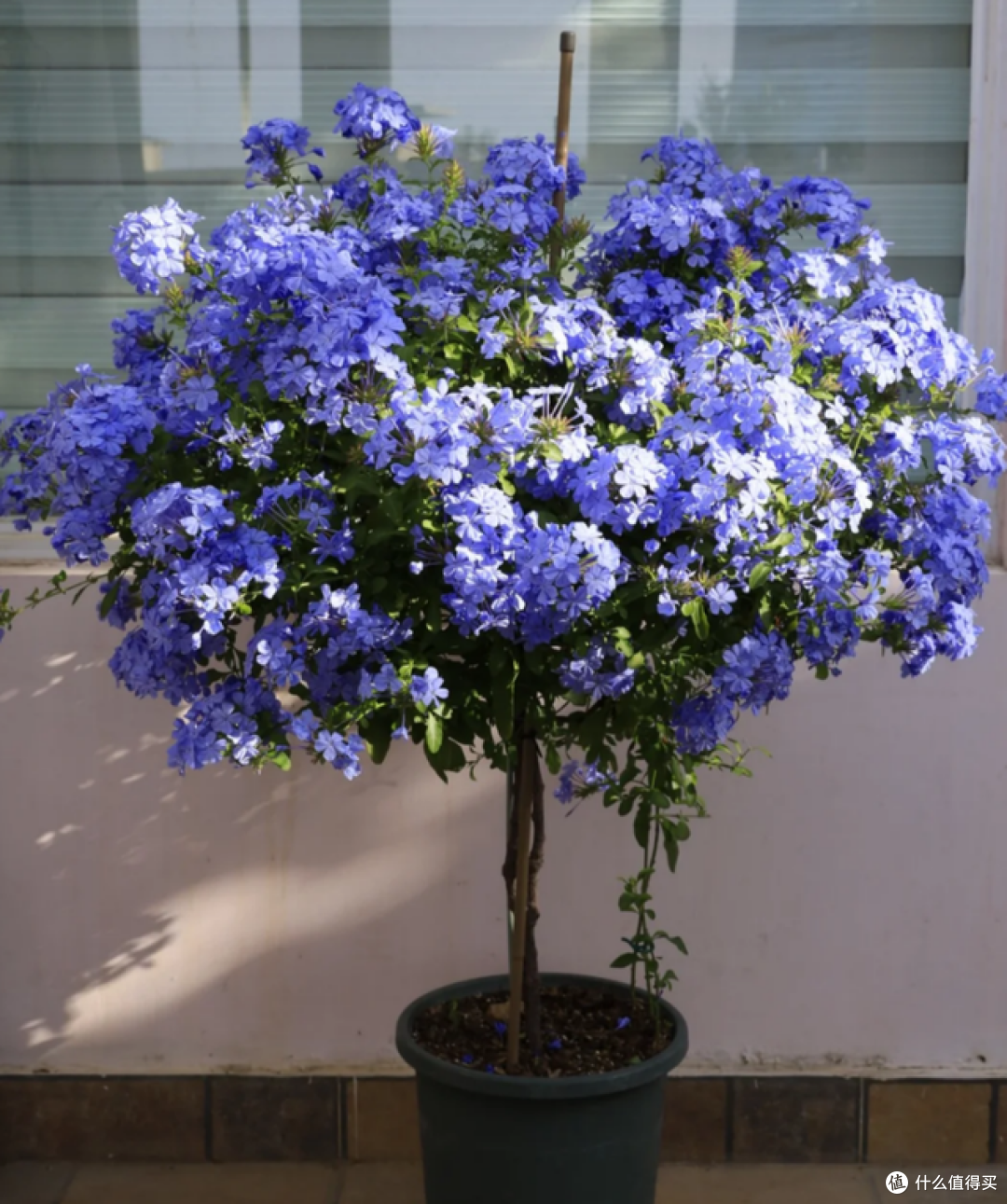 5月起，这5种花一定要“剃头”，修剪完，开花才会爆盆！
