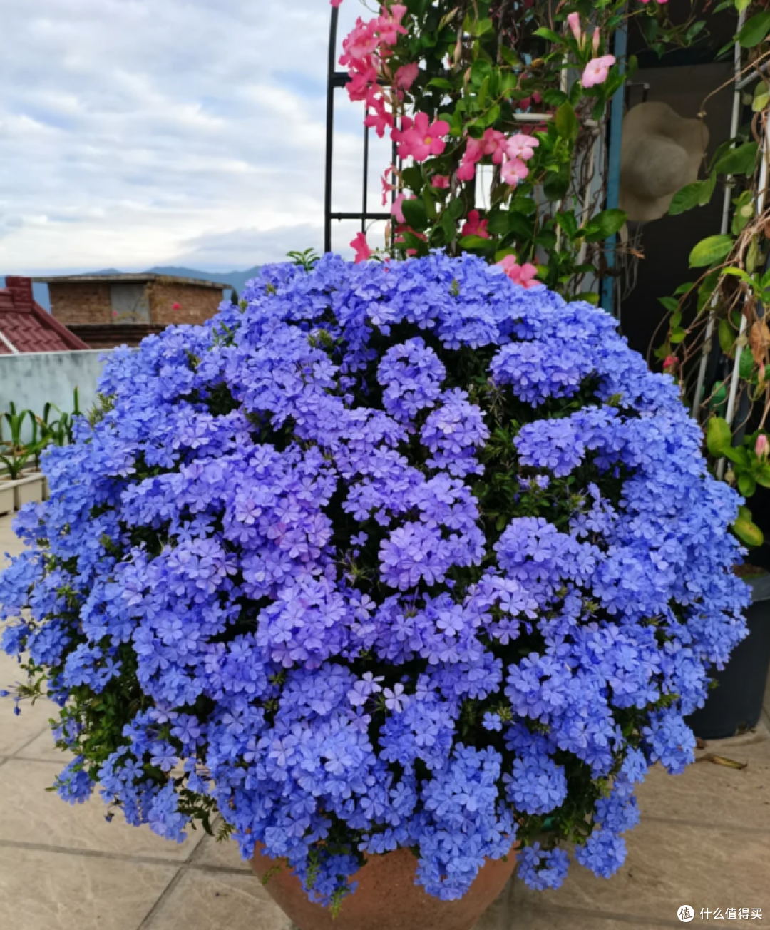 5月起，这5种花一定要“剃头”，修剪完，开花才会爆盆！