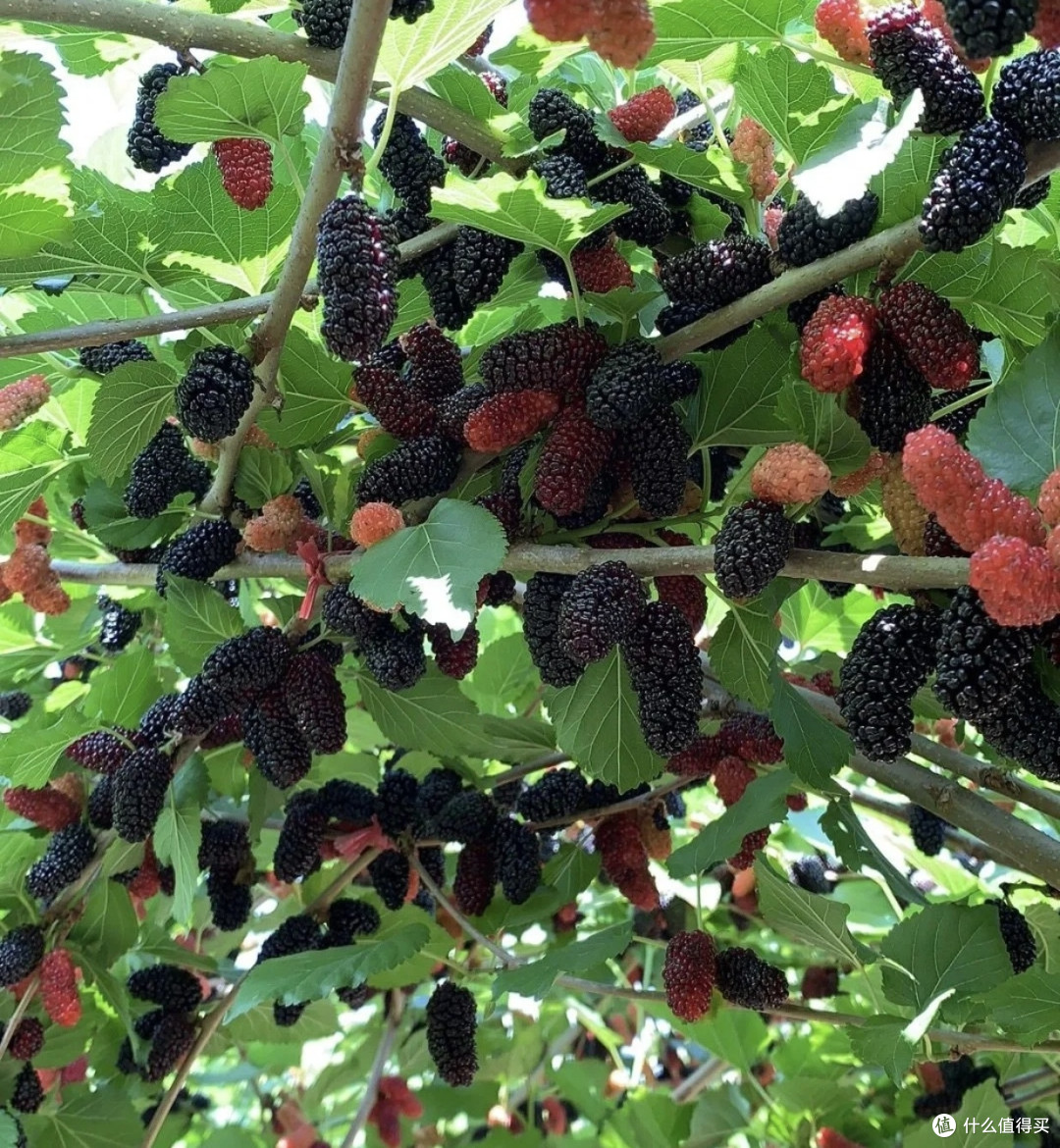 桑葚：营养丰富的初夏水果