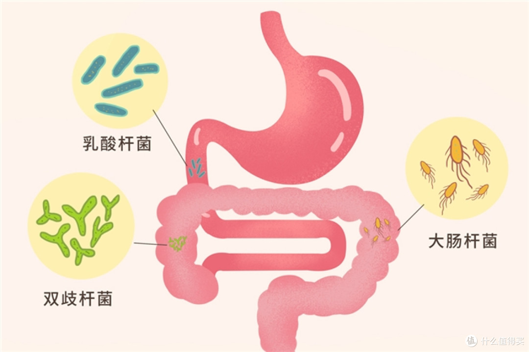 益生菌一定要选活的吗？什么牌子的益生菌好？