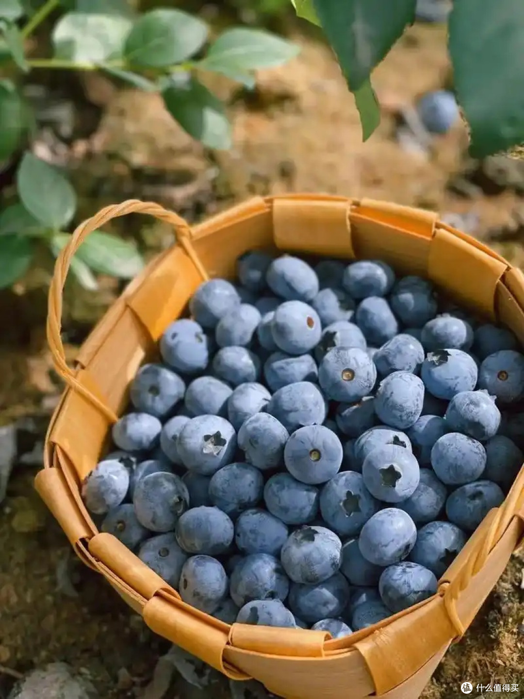 蓝莓价格大跳水,我实现蓝莓自由啦