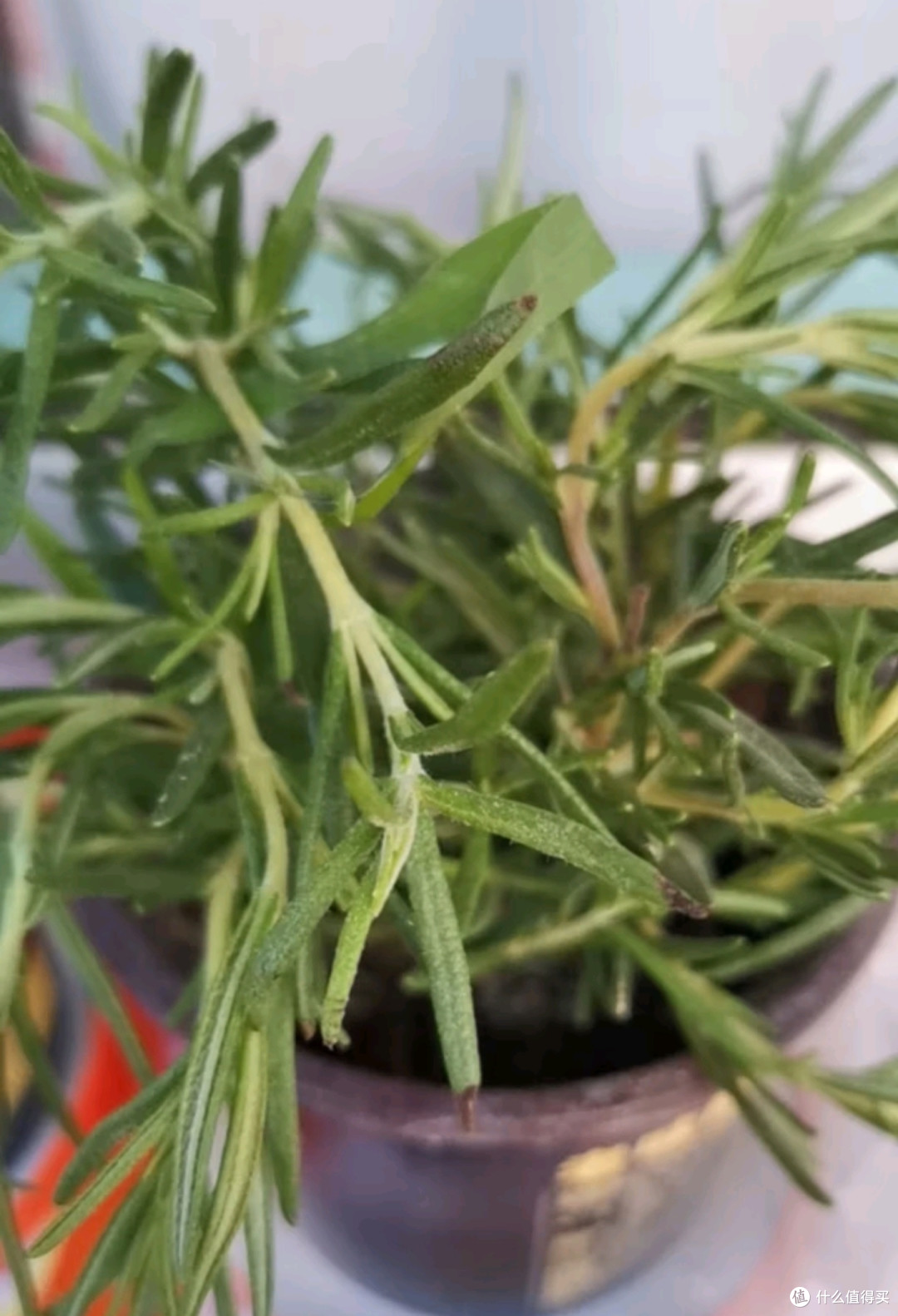 迷迭香的好处~~