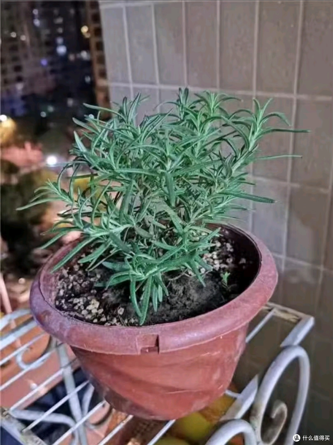 迷迭香的好处~~