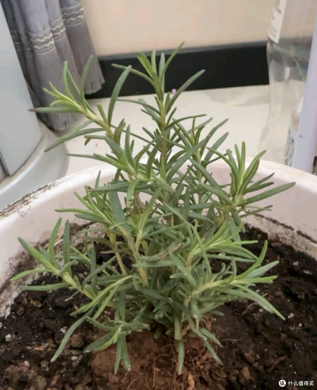 迷迭香的好处~~