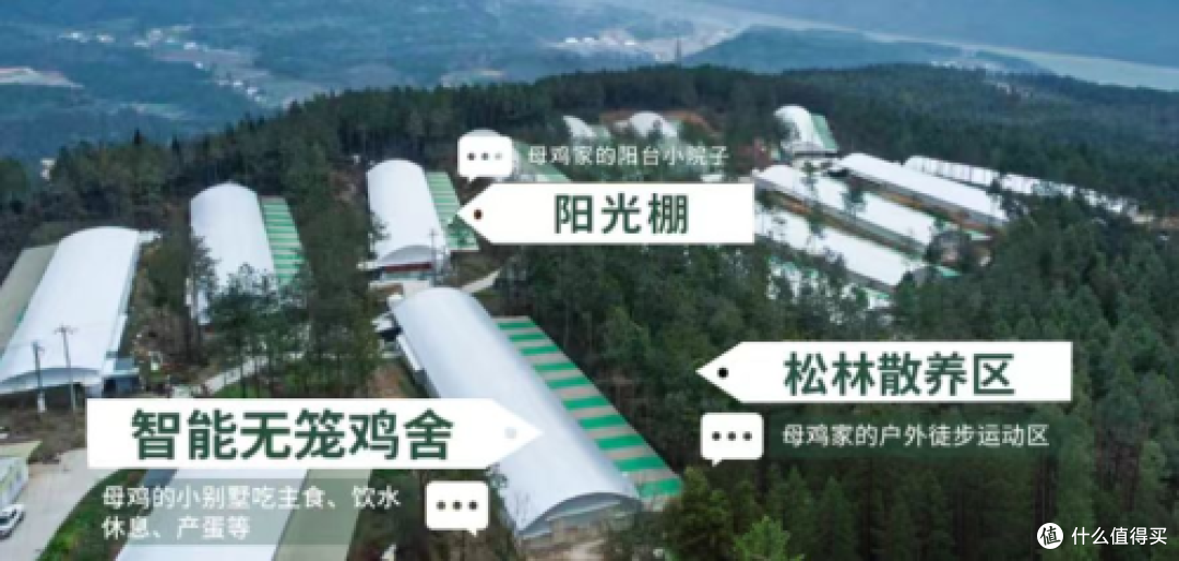 非笼养鸡蛋崛起破解土鸡蛋市场困局，四川信德引领产业升级新潮流