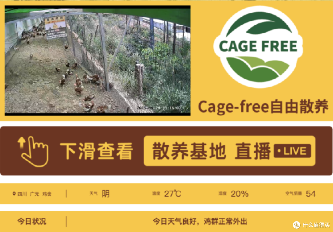 非笼养鸡蛋崛起破解土鸡蛋市场困局，四川信德引领产业升级新潮流