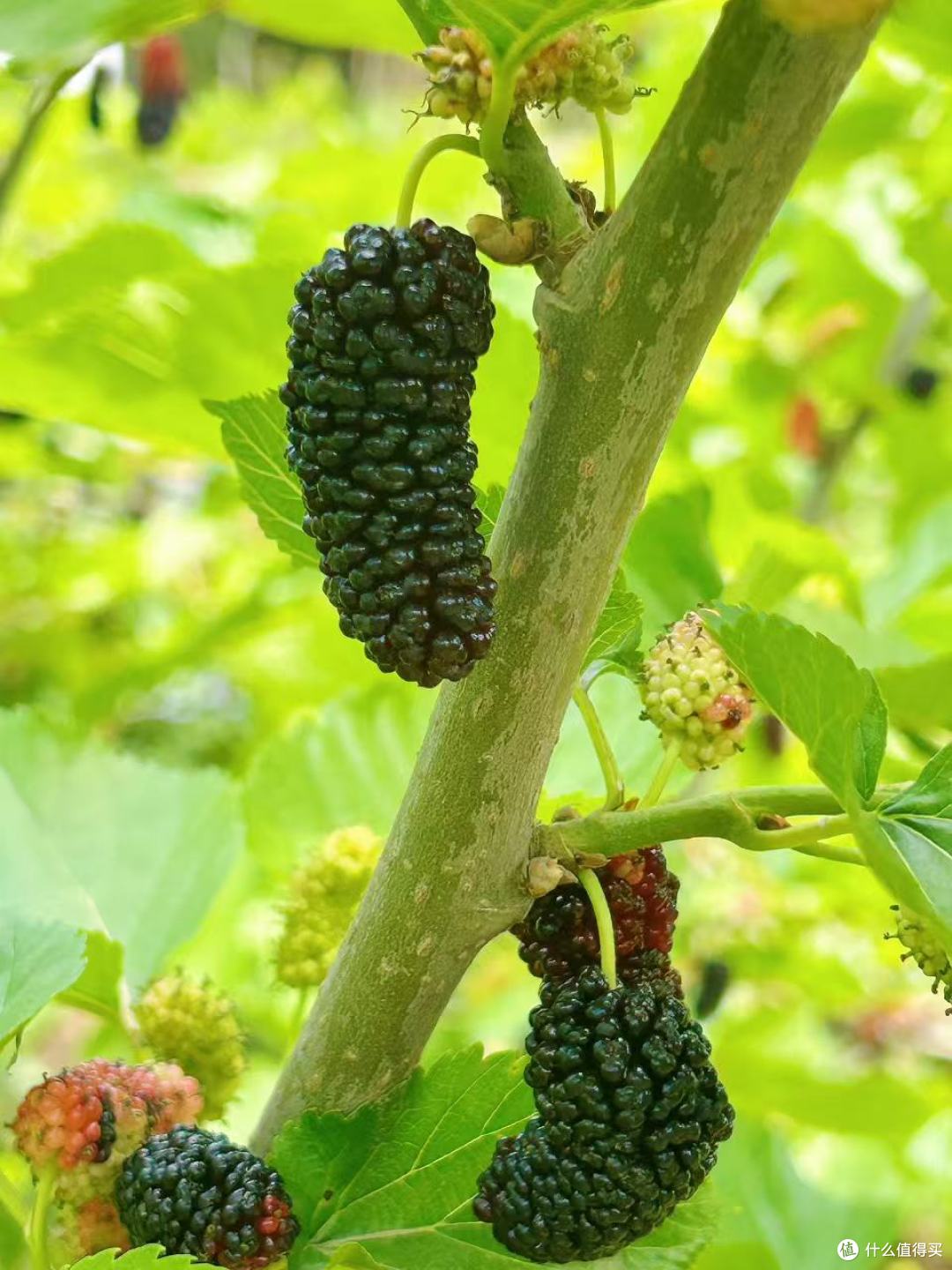 桑葚:被阳光吻过180天的紫玉