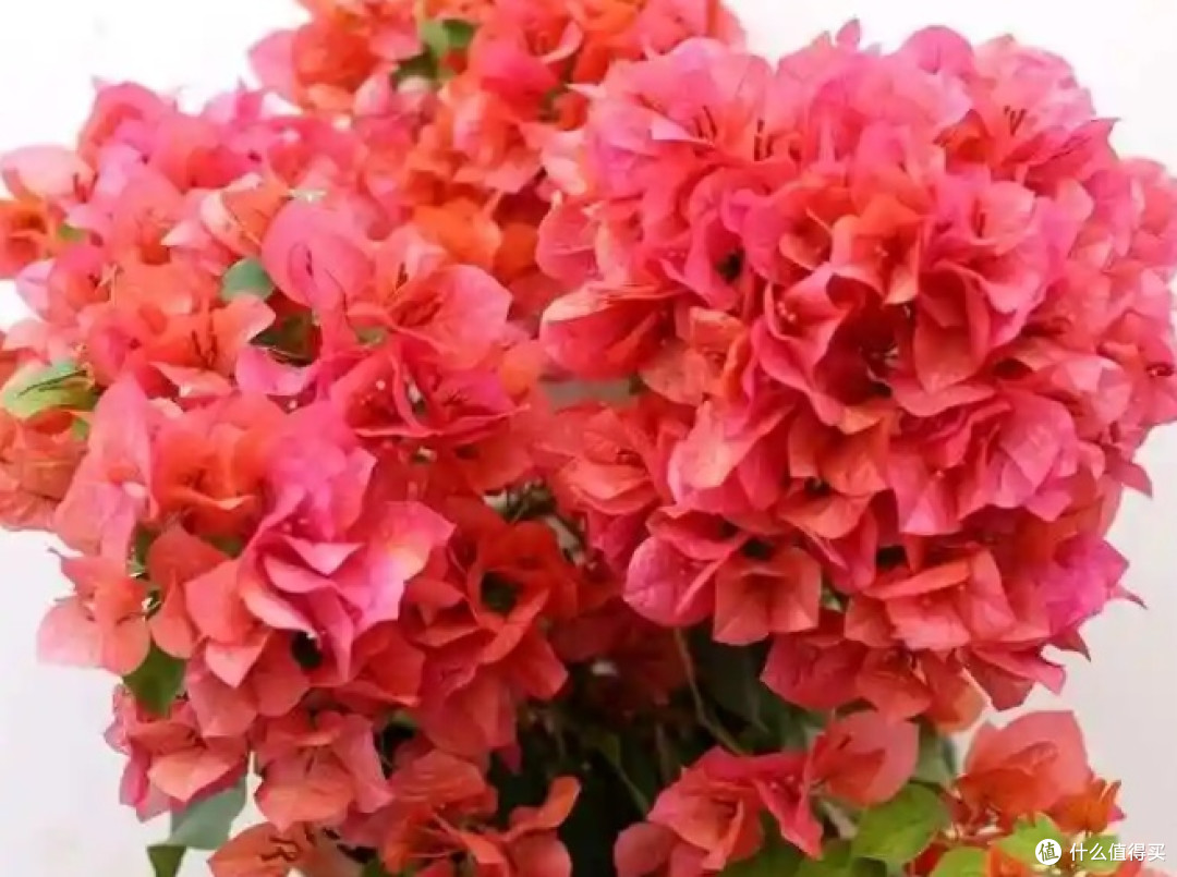 养三角梅,记住这句"虐花口诀",懒汉品种也能爆成花瀑布!
